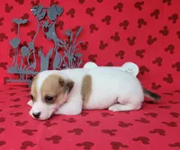CKC Thor *Delivery Available , a male Jack Russell Terrier for sale in Laurel, IN – 1 of 6