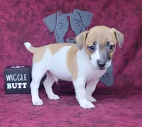 Rebel *Delivery available*, a male Jack Russell Terrier for sale in Laurel, IN – 6 of 6