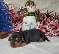 "Zeus" AKC Reg, a male Miniature Dachshund for sale in Laurel, IN – Photo 4 of 5