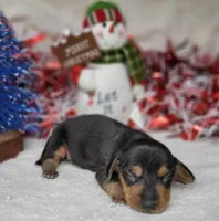 "Zeus" AKC Reg, a male Miniature Dachshund for sale in Laurel, IN – Photo 3 of 5