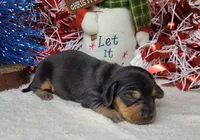 "Zeus" AKC Reg, a male Miniature Dachshund for sale in Laurel, IN – Photo 1 of 5
