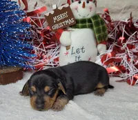 "Zeus" AKC Reg, a male Miniature Dachshund for sale in Laurel, IN – Photo 2 of 5