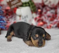 "Zeus" AKC Reg, a male Miniature Dachshund for sale in Laurel, IN – Photo 5 of 5