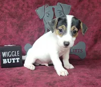 Ricochet purebred JRT, a male Jack Russell Terrier for sale in Laurel, IN – 3 of 6