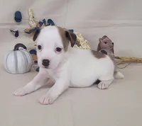 CKC Nova JRT Purebred *Delivery*, a female Jack Russell Terrier for sale in Laurel, IN – 6 of 6
