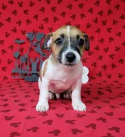 "Pyro" CKC Registered male, a male Jack Russell Terrier for sale in Laurel, IN – 5 of 5