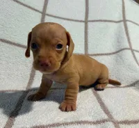 AKC Willie *Delivery Available*, a male Miniature Dachshund for sale in Laurel, IN – 2 of 4