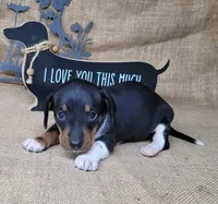 Sofie AKC female, a female Miniature Dachshund for sale in Laurel, IN – 3 of 5