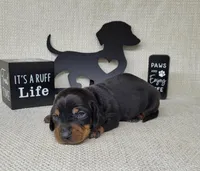 Simon AKC Reg, a male Miniature Dachshund for sale in Laurel, IN – Photo 7 of 8