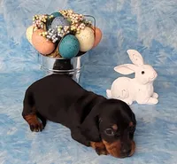 Simon AKC Reg, a male Miniature Dachshund for sale in Laurel, IN – Photo 4 of 8