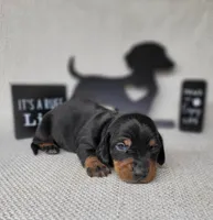 Simon AKC Reg, a male Miniature Dachshund for sale in Laurel, IN – Photo 6 of 8