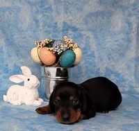 Simon AKC Reg, a male Miniature Dachshund for sale in Laurel, IN – Photo 2 of 8