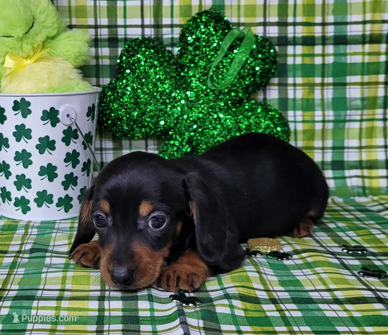 Simon AKC Reg – Miniature Dachshund puppy for sale in Laurel, IN
