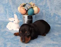 Simon AKC Reg, a male Miniature Dachshund for sale in Laurel, IN – Photo 5 of 8