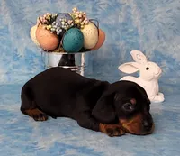 Simon AKC Reg, a male Miniature Dachshund for sale in Laurel, IN – Photo 3 of 8