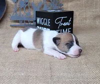 Rebel *Delivery available*, a male Jack Russell Terrier for sale in Laurel, IN – 7 of 8