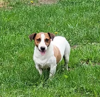 Moses STUD for sale, a male Jack Russell Terrier for sale in Laurel, IN – 3 of 6