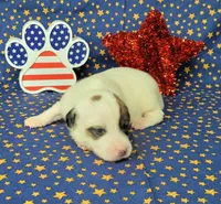 Percy CKC delivery available , a male Jack Russell Terrier for sale in Laurel, IN – 4 of 7