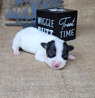 Ricochet purebred JRT, a male Jack Russell Terrier for sale in Laurel, IN – 5 of 5