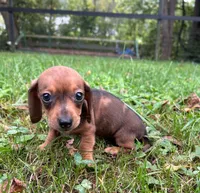AKC Wynona *Delivery Available*, a female Miniature Dachshund for sale in Laurel, IN – 5 of 8