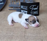 Racer CKC purebred *Delivery*, a male Jack Russell Terrier for sale in Laurel, IN – 3 of 5