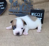 Jax purebred *Delivery available*, a male Jack Russell Terrier for sale in Laurel, IN – 2 of 6