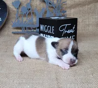 Rebel *Delivery available*, a male Jack Russell Terrier for sale in Laurel, IN – 5 of 8