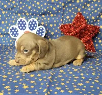 Cora AKC *Delivery*, a female Miniature Dachshund for sale in Laurel, IN – 3 of 6