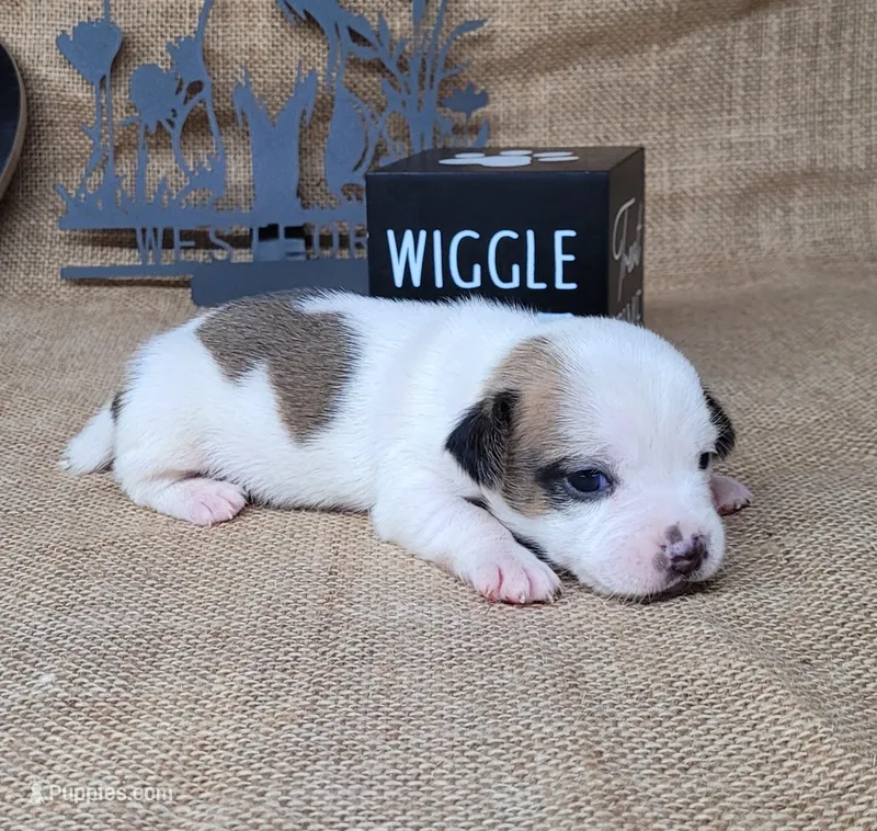 Jinx purebred JRT  – Jack Russell Terrier puppy for sale in Laurel, IN