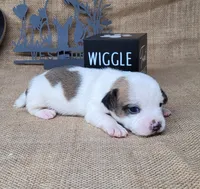 Jinx purebred JRT , a female Jack Russell Terrier for sale in Laurel, IN – 1 of 6