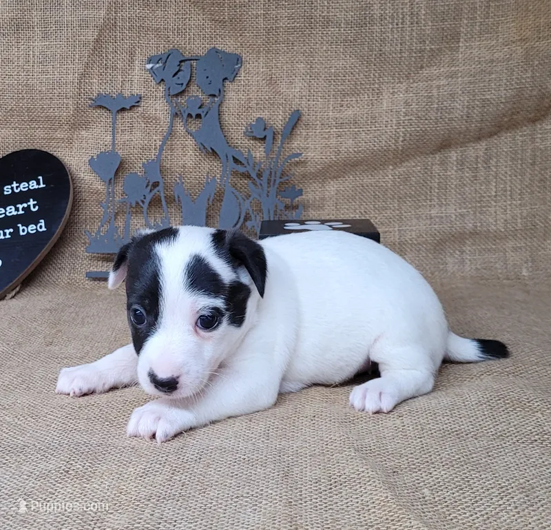 Paige CKC Registered  – Jack Russell Terrier puppy for sale in Laurel, IN