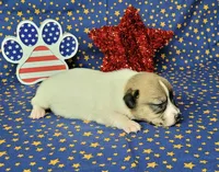 Pringle female *delivery available*, a female Jack Russell Terrier for sale in Laurel, IN – 3 of 7