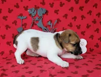 Roxi CKC female Delivery available , a female Jack Russell Terrier for sale in Laurel, IN – 8 of 8