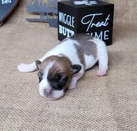 Rebel *Delivery available*, a male Jack Russell Terrier for sale in Laurel, IN – 2 of 8