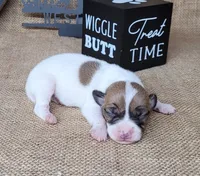 Racer CKC purebred *Delivery*, a male Jack Russell Terrier for sale in Laurel, IN – 5 of 5