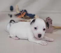 CKC Nova JRT Purebred *Delivery*, a female Jack Russell Terrier for sale in Laurel, IN – 4 of 6