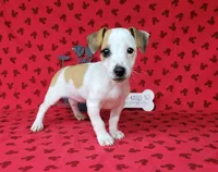 Jinx purebred JRT , a female Jack Russell Terrier for sale in Laurel, IN – 8 of 8