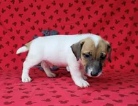 CKC "Pogo" delivery available , a male Jack Russell Terrier for sale in Laurel, IN – 5 of 7