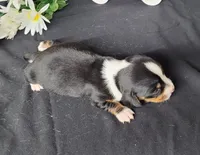 Hulk AKC Reg, a male Miniature Dachshund for sale in Laurel, IN – Photo 5 of 5