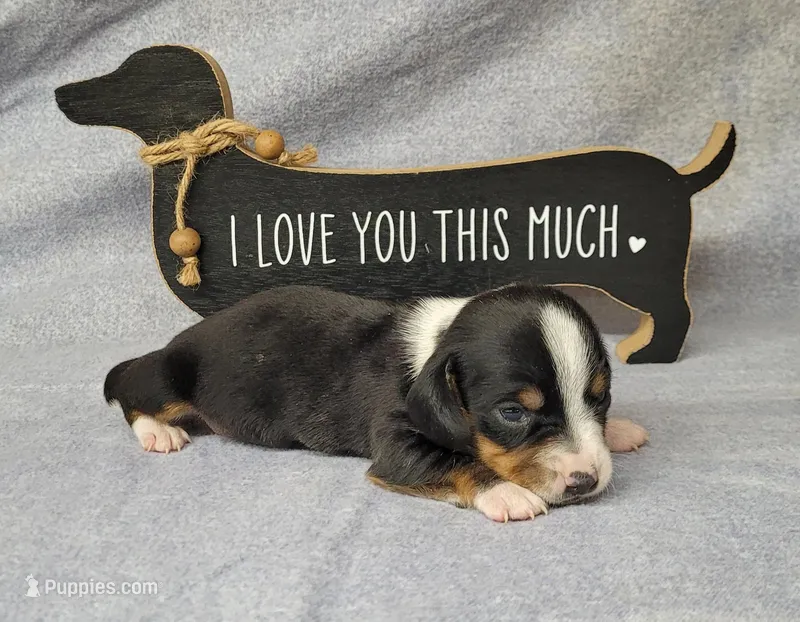 Hulk AKC Reg – Miniature Dachshund puppy for sale in Laurel, IN
