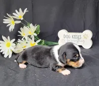 Hulk AKC Reg, a male Miniature Dachshund for sale in Laurel, IN – Photo 4 of 5