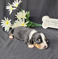 Hulk AKC Reg, a male Miniature Dachshund for sale in Laurel, IN – Photo 1 of 5