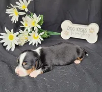 Hulk AKC Reg, a male Miniature Dachshund for sale in Laurel, IN – Photo 3 of 5