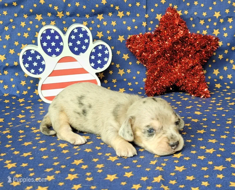AKC Lexi Dapple female – Miniature Dachshund puppy for sale in Laurel, IN