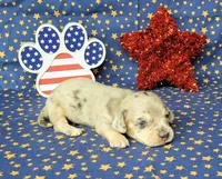 AKC Lexi Dapple female, a female Miniature Dachshund for sale in Laurel, IN – 1 of 6