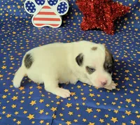 Percy CKC delivery available , a male Jack Russell Terrier for sale in Laurel, IN – 1 of 7