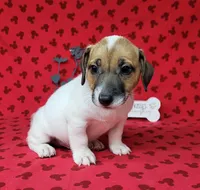CKC "Pogo" delivery available , a male Jack Russell Terrier for sale in Laurel, IN – 6 of 7