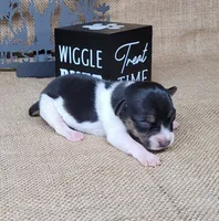 Romeo purebred JRT, a male Jack Russell Terrier for sale in Laurel, IN – 3 of 5