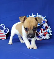 Jude purebred JRT, a male Jack Russell Terrier for sale in Laurel, IN – 5 of 6