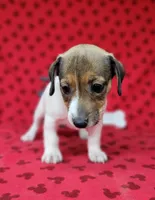Pringle female *delivery available*, a female Jack Russell Terrier for sale in Laurel, IN – 10 of 10